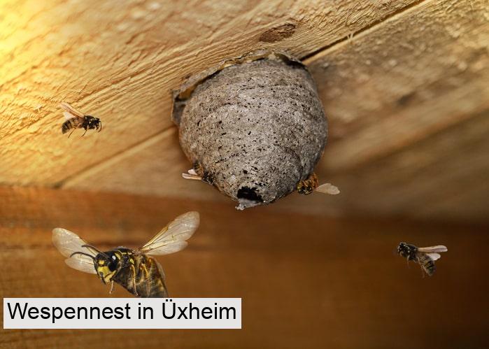 Wespennest in Üxheim